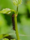 Caterpillar Royalty Free Stock Photo