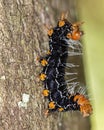 Caterpillar black and orange with water drops on trunk extreme close up - caterpillar black and orange on trunk macro photo Royalty Free Stock Photo