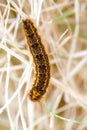 Caterpillar - black and orange and yellow caterpillar Royalty Free Stock Photo