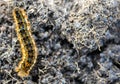 Caterpillar - black and orange and yellow caterpillar Royalty Free Stock Photo