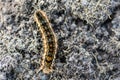 Caterpillar - black and orange and yellow caterpillar Royalty Free Stock Photo