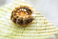 Caterpillar - black and orange and yellow caterpillar ready to turn into a butterfly Royalty Free Stock Photo