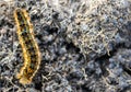 Caterpillar - black and orange and yellow caterpillar ready to turn into a butterfly Royalty Free Stock Photo