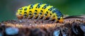 Caterpillar with black spots crawling on a yellow-green tree stump. Concept Nature, Wildlife,