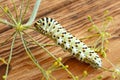 Caterpillar - black swallowtail larva on a dill stem. Papilio polyxenes. Royalty Free Stock Photo