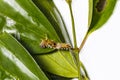 Caterpillar of Black-veined sergeant butterfly & x28; athyma ranga & x29;