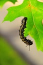 Caterpillar - Black with Yellow Stripes - Anisota Peigleri Royalty Free Stock Photo