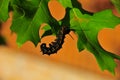 Caterpillar - Black with Yellow Stripes - Anisota Peigleri Royalty Free Stock Photo