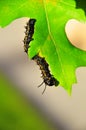 Caterpillar - Black with Yellow Stripes - Anisota Peigleri Royalty Free Stock Photo