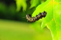 Caterpillar - Black with Yellow Stripes - Anisota Peigleri Royalty Free Stock Photo