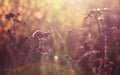 Caterpillar on a blade of grass in the rays of the counter sun during sunset. Nature. Screensaver for your desktop