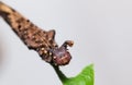 Caterpillar of Blue Begum butterfly Royalty Free Stock Photo