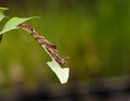 Caterpillar of Blue Begum butterfly Royalty Free Stock Photo