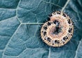 Caterpillar on a blue leaf Royalty Free Stock Photo