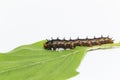 Caterpillar of blue pansy butterfly Junonia orithya Linnaeus Royalty Free Stock Photo