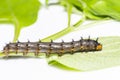 Caterpillar of blue pansy butterfly Junonia orithya Linnaeus Royalty Free Stock Photo