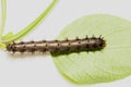 Caterpillar of blue pansy butterfly Junonia orithya Linnaeus Royalty Free Stock Photo