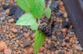 Caterpillar Blue Pansy on green leaf. Macro photography of a larva of butterfly on leaf Royalty Free Stock Photo