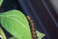 Caterpillar Blue Pansy on green leaf. Macro photography of a larva of butterfly on leaf Royalty Free Stock Photo