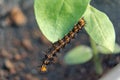 Caterpillar Blue Pansy on green leaf. Macro photography of a larva of butterfly on leaf Royalty Free Stock Photo