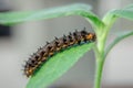 Caterpillar Blue Pansy on green leaf. Macro photography of a larva of butterfly on leaf Royalty Free Stock Photo