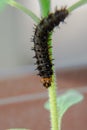 Caterpillar Blue Pansy on plant. Macro photography of a larva of butterfly on branch