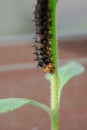 Caterpillar Blue Pansy on plant. Macro photography of a larva of butterfly on branch