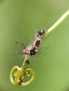 A caterpillar with blurry background Royalty Free Stock Photo