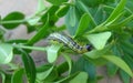 Caterpillar of the box tree, boxwood or buxus moth