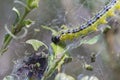 Caterpillar of the box tree moth eating buxus leaves in damaged