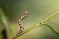 Caterpillar on a branch Royalty Free Stock Photo