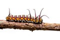 caterpillar on a branch Isolated white Royalty Free Stock Photo