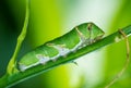 Caterpillar on branch in natural