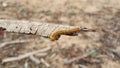 Caterpillar at a branche