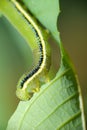 Caterpillar, breakfast time Royalty Free Stock Photo