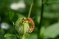 Caterpillar of the Broad-bordered Yellow Underwing, Noctua fimbriata, seen in spring in a garden in Tiraspol, Republica Moldova