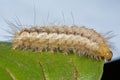 A caterpillar of the Buff Ermine moth Spilosoma luteum Royalty Free Stock Photo