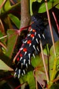 Caterpillar of Bunaea Alcinoe Royalty Free Stock Photo
