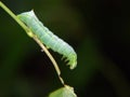 Caterpillar of butterfly Amphipyra pyramidea. Royalty Free Stock Photo