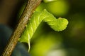 Caterpillar butterfly