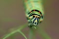 Caterpillar butterfly Royalty Free Stock Photo