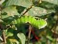 Caterpillar of butterfly Cerura erminea. Royalty Free Stock Photo