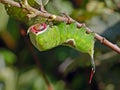 Caterpillar of butterfly Cerura erminea. Royalty Free Stock Photo