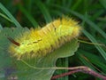 Caterpillar of butterfly Dasychira pudibunda.