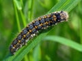 Caterpillar of butterfly Euthrix potatoria. Royalty Free Stock Photo