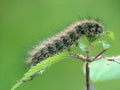 Caterpillar of the butterfly of family Arctiidae. Royalty Free Stock Photo