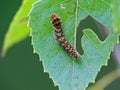 Caterpillar of the butterfly of family Drepanidae.