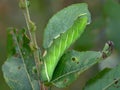 Caterpillar of butterfly Laothoe populi on a willow. Royalty Free Stock Photo