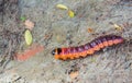 Caterpillar, butterfly in the larval stage