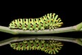 Caterpillar butterfly mahaon close-up on a black background with unusual reflection Royalty Free Stock Photo